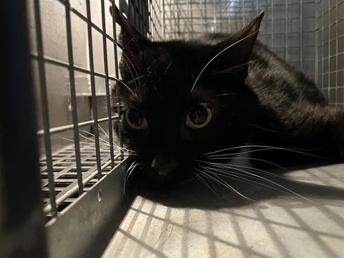 MONG-TWO, Senior Domestic Short Hair (medium coat), cat for adoption in Fort Worth, Texas