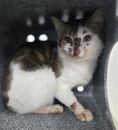 TAYLOR, Young Domestic Short Hair (medium coat), cat for adoption in Fort Worth, Texas