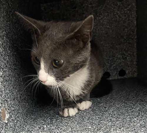 TIMBER, Young Domestic Short Hair (medium coat), cat for adoption in Fort Worth, Texas