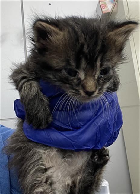 BITS, Baby Domestic Short Hair (medium coat), cat for adoption in Fort Worth, Texas