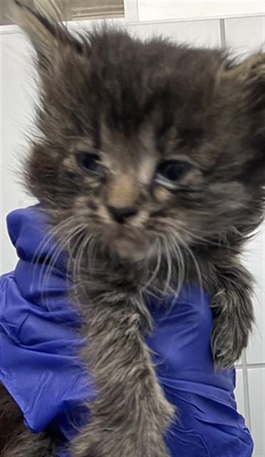 ROSE, Baby Domestic Short Hair (medium coat), cat for adoption in Fort Worth, Texas