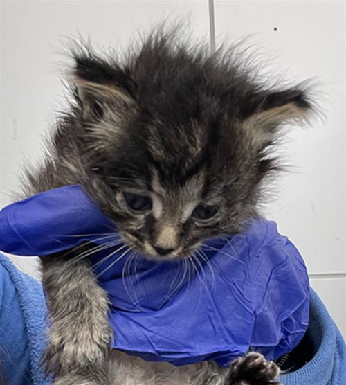 LIBBY, Baby Domestic Short Hair (medium coat), cat for adoption in Fort Worth, Texas