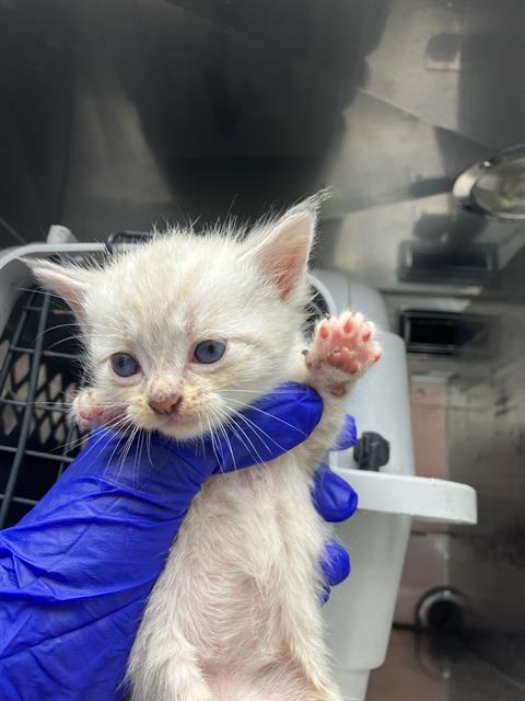 ATHENA, Baby Domestic Medium Hair (medium coat), cat for adoption in Fort Worth, Texas