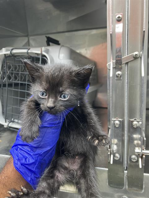 SOPHIA, Baby Domestic Medium Hair (medium coat), cat for adoption in Fort Worth, Texas