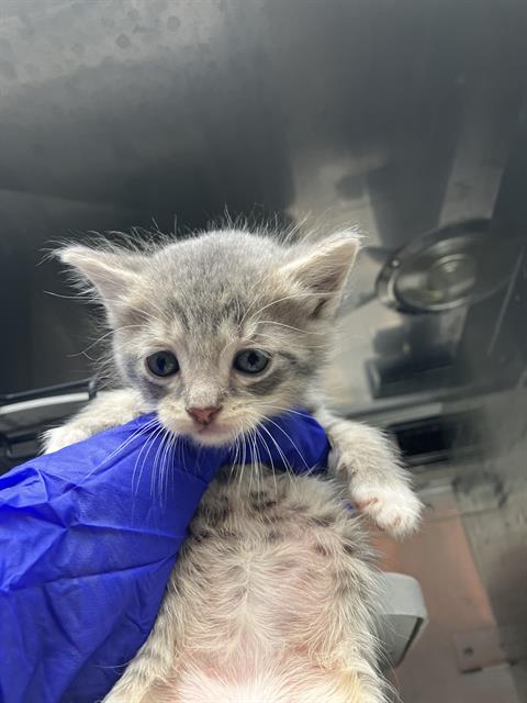 DIANA, Baby Domestic Medium Hair (medium coat), cat for adoption in Fort Worth, Texas