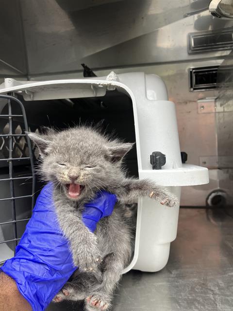 JUNO, Baby Domestic Medium Hair (medium coat), cat for adoption in Fort Worth, Texas