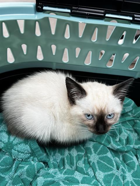 MAGNOLIA, Baby Domestic Medium Hair (medium coat), cat for adoption in Fort Worth, Texas