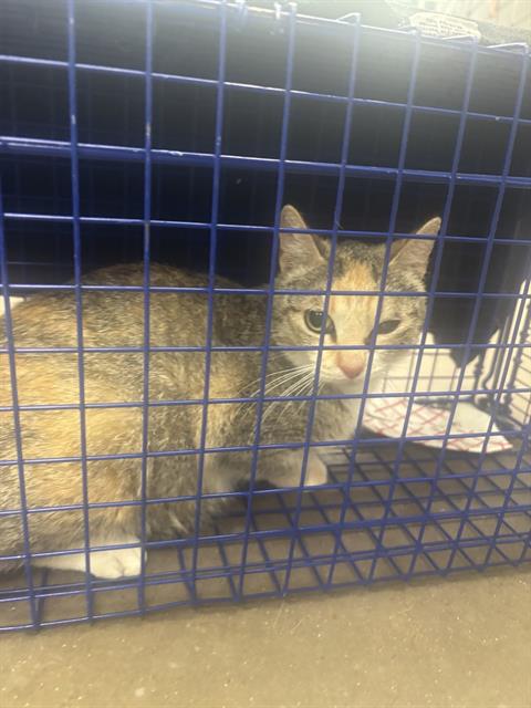 ROSEMARY, Adult Domestic Short Hair (medium coat), cat for adoption in Fort Worth, Texas