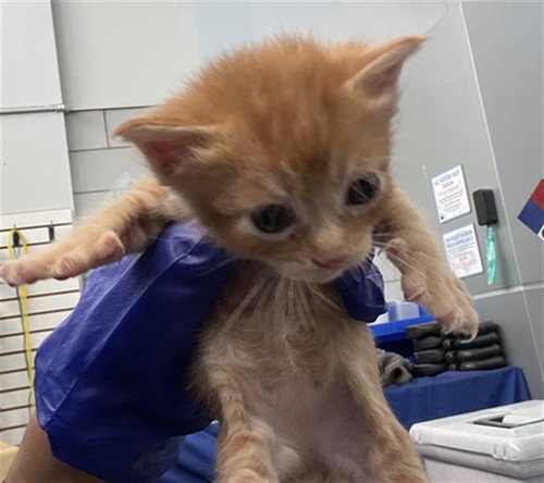 NALA, Baby Domestic Short Hair (medium coat), cat for adoption in Fort Worth, Texas