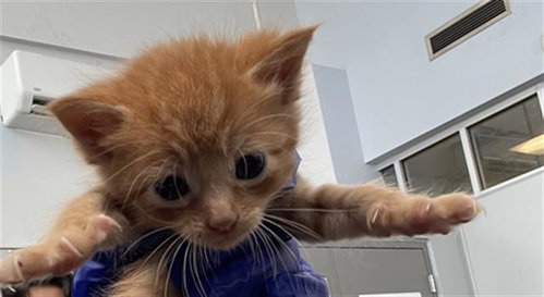SUGAR, Baby Domestic Short Hair (medium coat), cat for adoption in Fort Worth, Texas