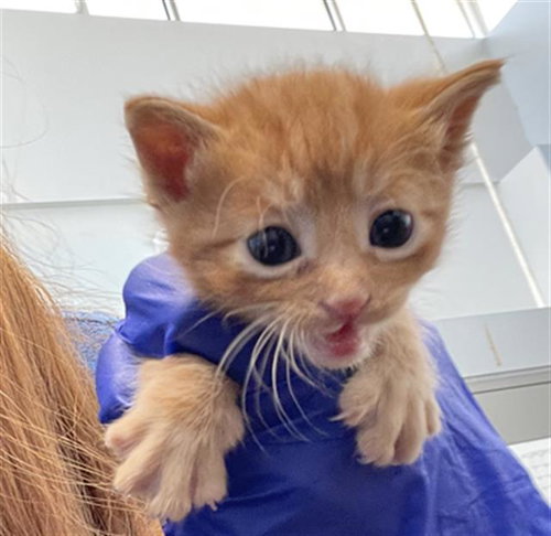 BANJO, Baby Domestic Short Hair (medium coat), cat for adoption in Fort Worth, Texas