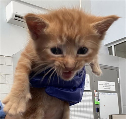 SILKY, Baby Domestic Short Hair (medium coat), cat for adoption in Fort Worth, Texas