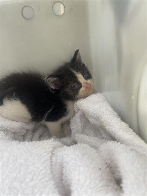 CHARLIE, Baby Domestic Short Hair (medium coat), cat for adoption in Fort Worth, Texas