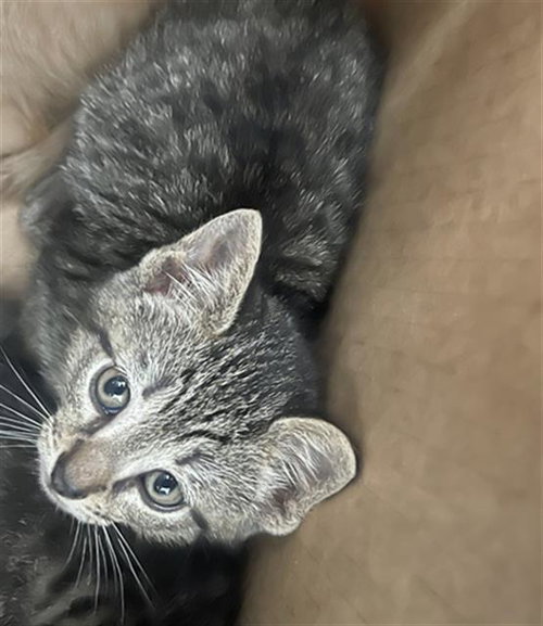 GRAY, Baby Domestic Short Hair (medium coat), cat for adoption in Fort Worth, Texas