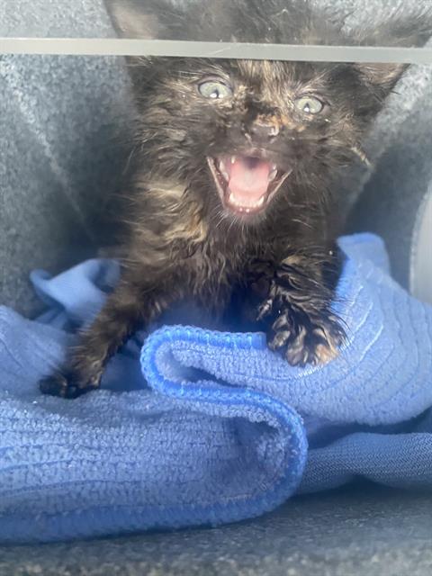 LITTLE RASCAL, Baby Domestic Short Hair (medium coat), cat for adoption in Fort Worth, Texas