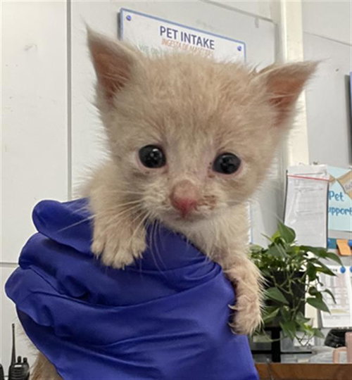 RALPHIE, Baby Domestic Short Hair (medium coat), cat for adoption in Fort Worth, Texas