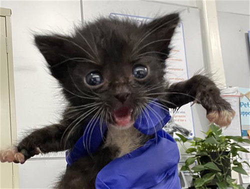 TESS, Baby Domestic Short Hair (medium coat), cat for adoption in Fort Worth, Texas