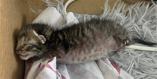 COAL, Baby Domestic Short Hair (medium coat), cat for adoption in Fort Worth, Texas