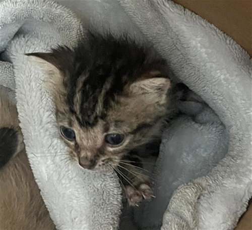 STITCH, Baby Domestic Short Hair (medium coat), cat for adoption in Fort Worth, Texas