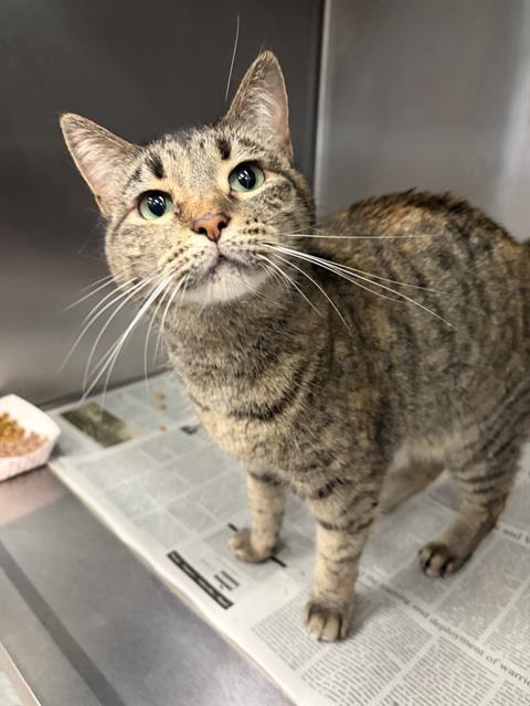 MIKU, Adult Domestic Short Hair (medium coat), cat for adoption in Fort Worth, Texas