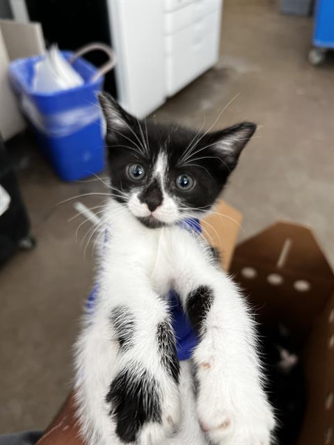 LEO, Baby Domestic Medium Hair (medium coat), cat for adoption in Fort Worth, Texas
