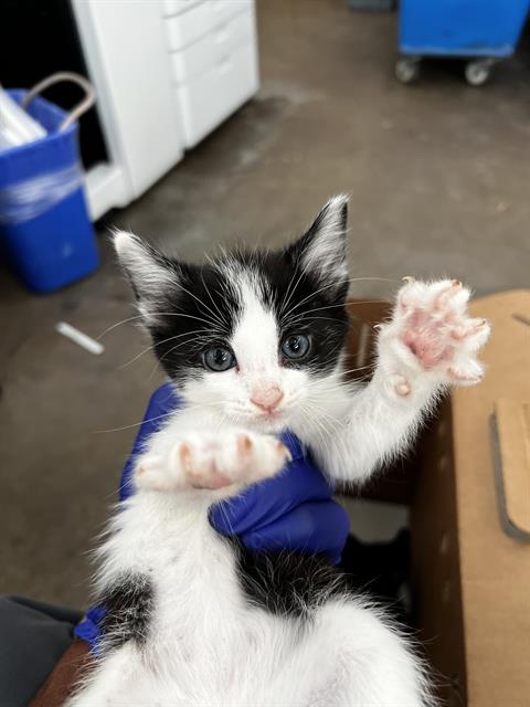 JASPER, Baby Domestic Medium Hair (medium coat), cat for adoption in Fort Worth, Texas