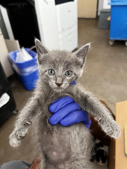 MOCHI, Baby Domestic Medium Hair (medium coat), cat for adoption in Fort Worth, Texas