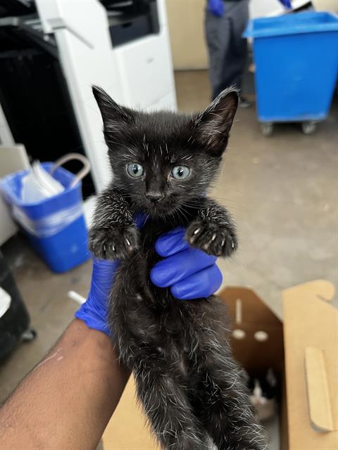 SIMBA, Baby Domestic Medium Hair (medium coat), cat for adoption in Fort Worth, Texas