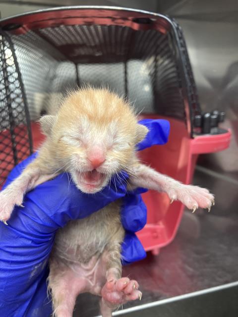 JOEY, Baby Domestic Short Hair (medium coat), cat for adoption in Fort Worth, Texas