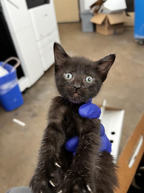 LUNA, Baby Domestic Medium Hair (medium coat), cat for adoption in Fort Worth, Texas