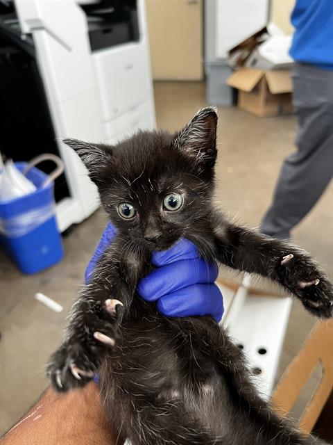 CLEO, Baby Domestic Medium Hair (medium coat), cat for adoption in Fort Worth, Texas
