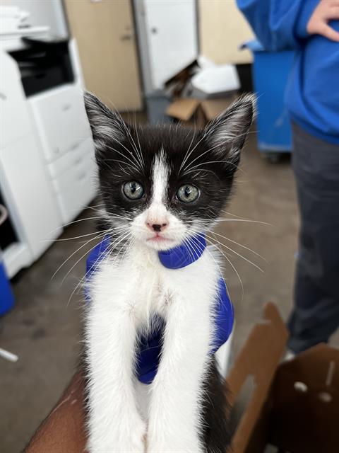 NALA, Baby Domestic Medium Hair (medium coat), cat for adoption in Fort Worth, Texas