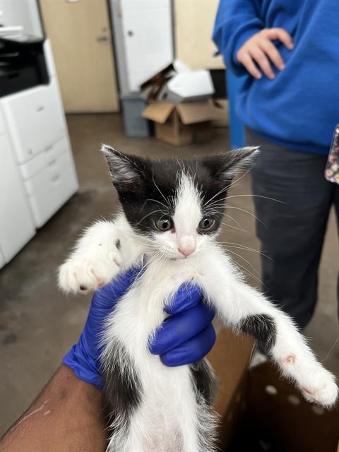 WILLOW, Baby Domestic Medium Hair (medium coat), cat for adoption in Fort Worth, Texas