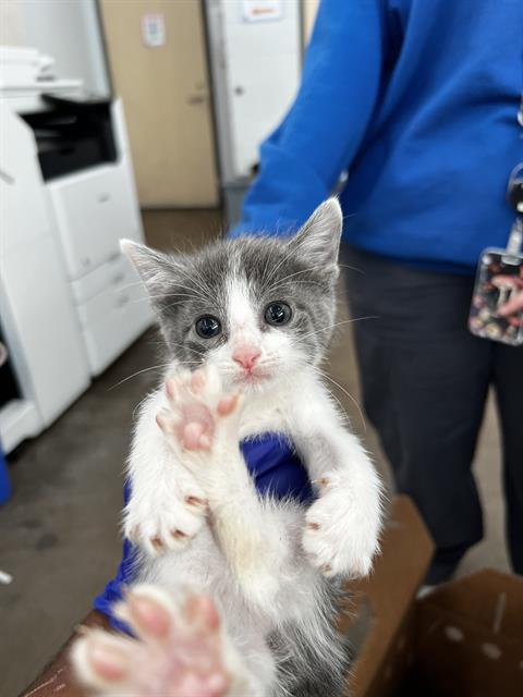DAISY, Baby Domestic Medium Hair (medium coat), cat for adoption in Fort Worth, Texas