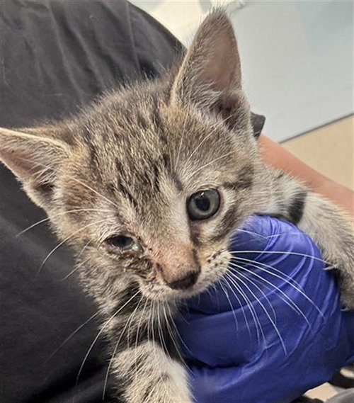 BIBI, Baby Domestic Short Hair (medium coat), cat for adoption in Fort Worth, Texas