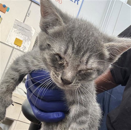 FIONA, Baby Domestic Short Hair (medium coat), cat for adoption in Fort Worth, Texas