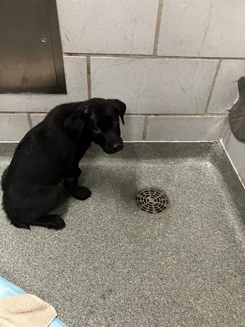 PIPER