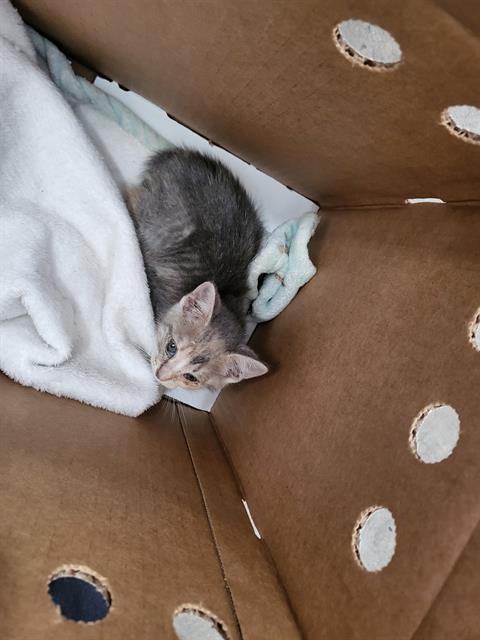 HERMIONE, Baby Domestic Long Hair (medium coat), cat for adoption in Fort Worth, Texas