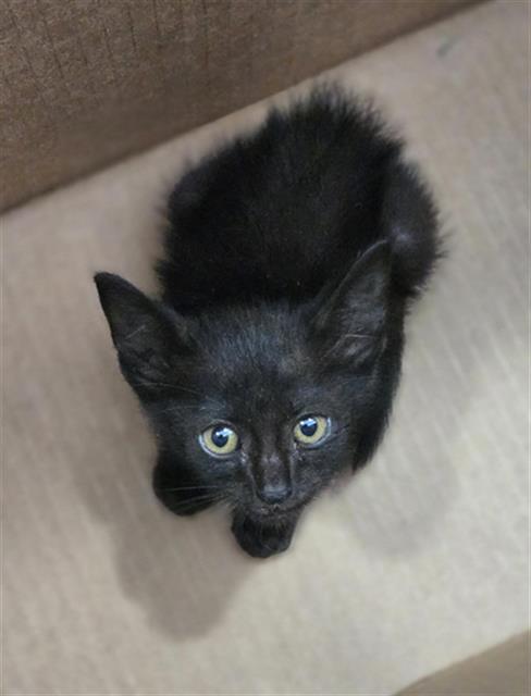 BATGIRL, Baby Domestic Short Hair (medium coat), cat for adoption in Fort Worth, Texas
