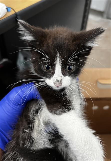 NEVILLE, Baby Domestic Medium Hair (medium coat), cat for adoption in Fort Worth, Texas
