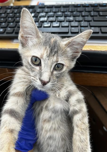 DUCHESS, Baby Domestic Medium Hair (medium coat), cat for adoption in Fort Worth, Texas