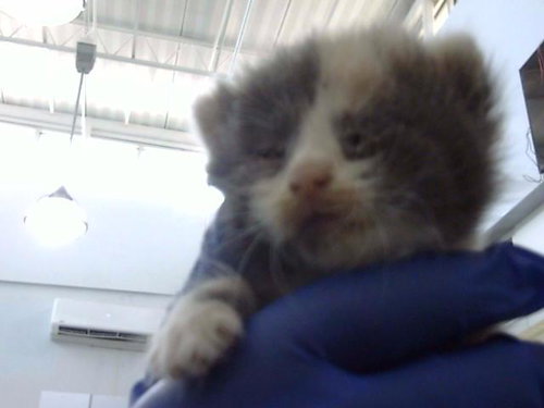 LAVENDER, Baby Domestic Medium Hair (medium coat), cat for adoption in Fort Worth, Texas
