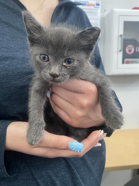 OAKLEY, Baby Domestic Short Hair (medium coat), cat for adoption in Fort Worth, Texas