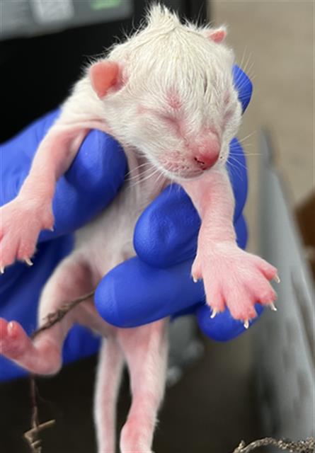 BLAISE, Baby Domestic Medium Hair (medium coat), cat for adoption in Fort Worth, Texas