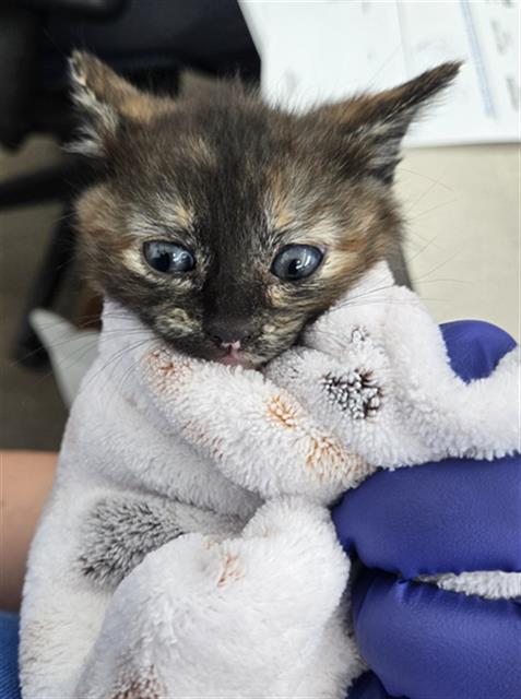 SAVINA, Baby Domestic Short Hair (medium coat), cat for adoption in Fort Worth, Texas