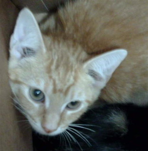 TOMMY, Baby Domestic Medium Hair (medium coat), cat for adoption in Fort Worth, Texas