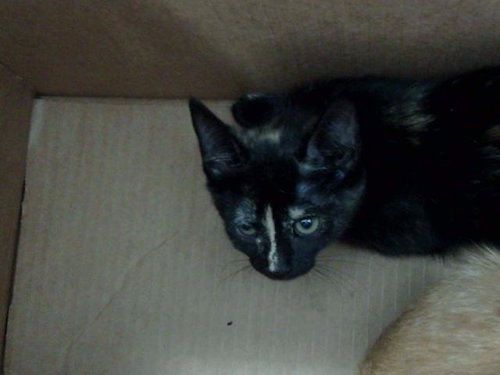 DOLORES, Baby Domestic Medium Hair (medium coat), cat for adoption in Fort Worth, Texas