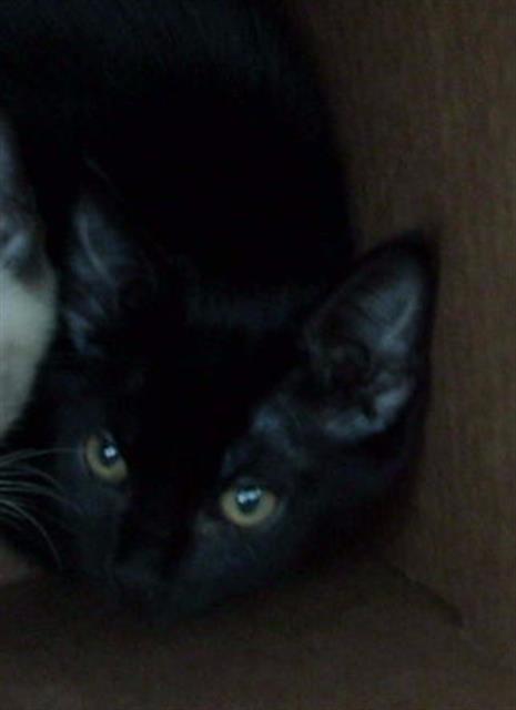 HARRY, Baby Domestic Medium Hair (medium coat), cat for adoption in Fort Worth, Texas