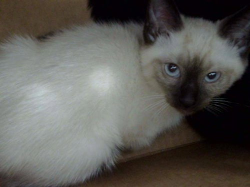 HAGRID, Baby Domestic Medium Hair (medium coat), cat for adoption in Fort Worth, Texas