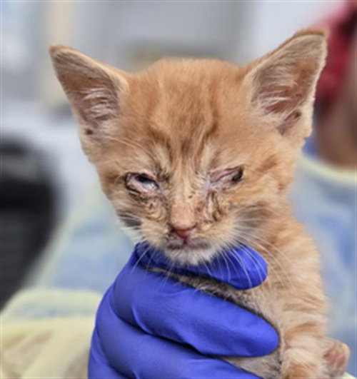 DRACO, Baby Domestic Long Hair (medium coat), cat for adoption in Fort Worth, Texas